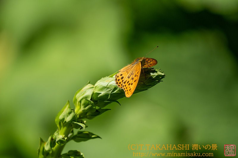 ../Images/7R240817 (26).jpg